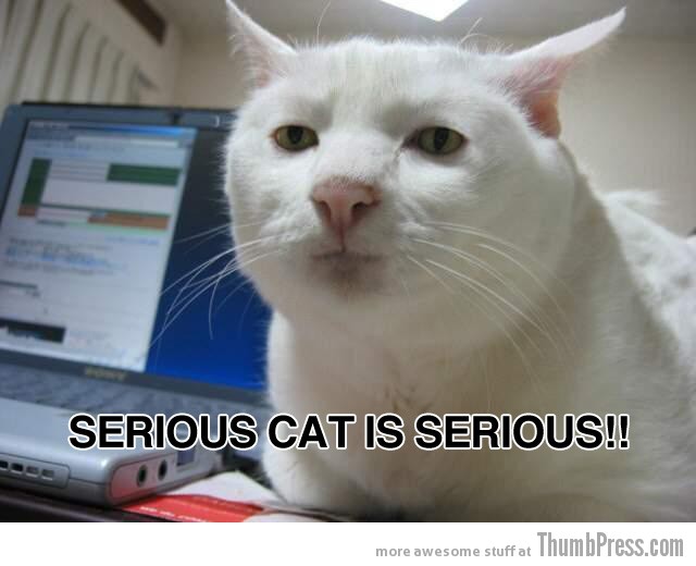 Serious cat is serious