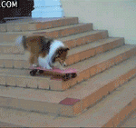 Skating dog
