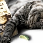 So wasted cat