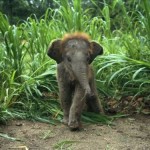 TINY ELEPHANT
