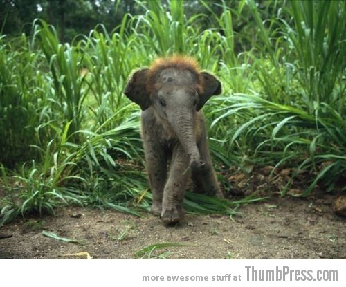  The Awwsome Cuties Are Here to Save The World (30 Heart Melting Pics)