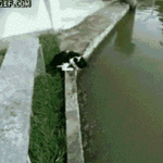 The fishing cat