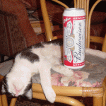 Totally wasted cat