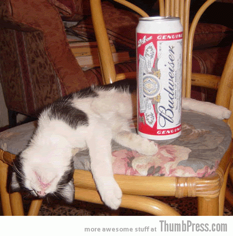 Totally wasted cat