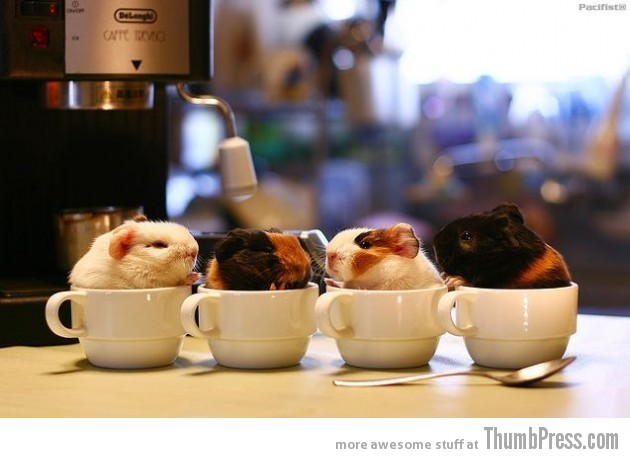 WARM CUPS 630x458 The Awwsome Cuties Are Here to Save The World (30 Heart Melting Pics)
