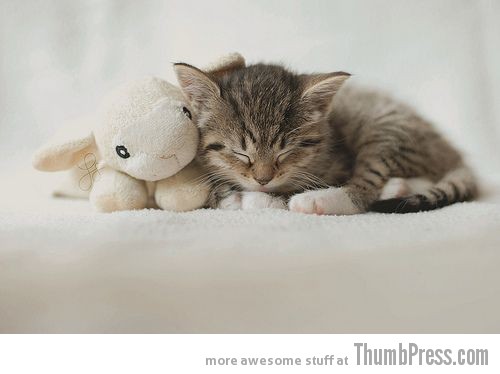  The Awwsome Cuties Are Here to Save The World (30 Heart Melting Pics)