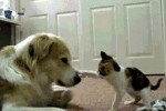dogs-animals-gifs-thumb