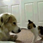 dogs-animals-gifs-thumb