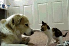 dogs-animals-gifs-thumb