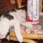 drunk-cat-thumb