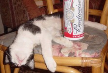 drunk-cat-thumb