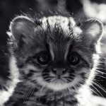 Can you please tell me how i roar