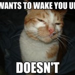 Cool Cat Craig - 14