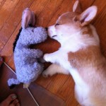 Corgi love