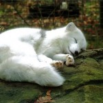 Foxy Fluff