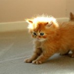 Getting ready to pounce