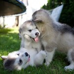 Husky cuddles