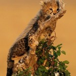 I hope my camouflage is working