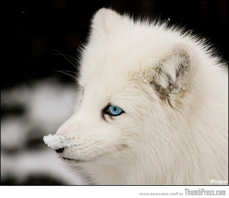 I love the smell of snow