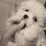 I want to eat your finger