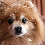 Is that snow on my face