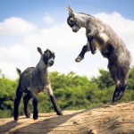 Jump for joy