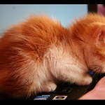Kitten Puff