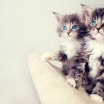 Kitty twins