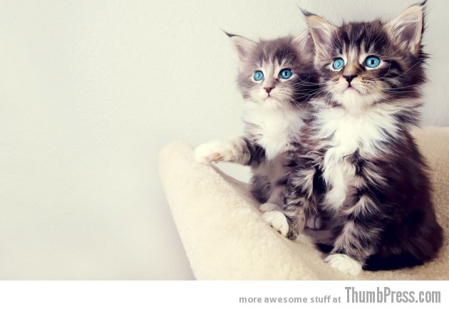 Kitty twins