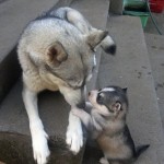 Mom they called me husky