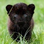Prepration pounce