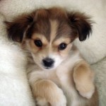 Puppy dog eyes