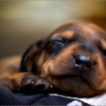 Puppy dreams