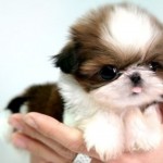 Puppy puff