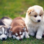 Row of pups