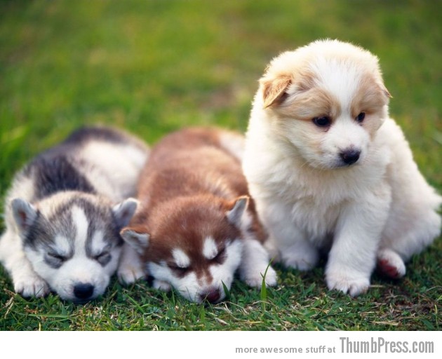 Row of pups