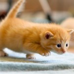 Sneak attack