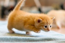 Sneak attack