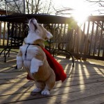 Super pup to the rescue