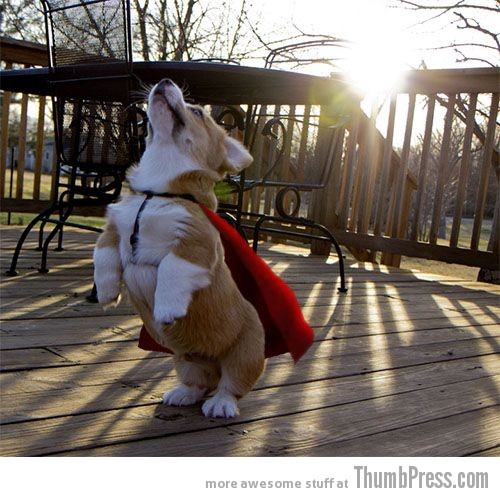 Super pup to the rescue