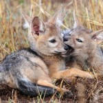 Your snout tastes delicious