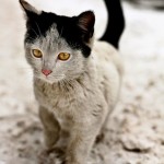 Awesome Eyes and fur