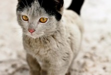 Awesome Eyes and fur