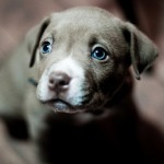 Blue Eyes