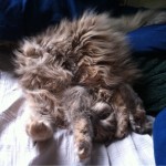 Broken kitten