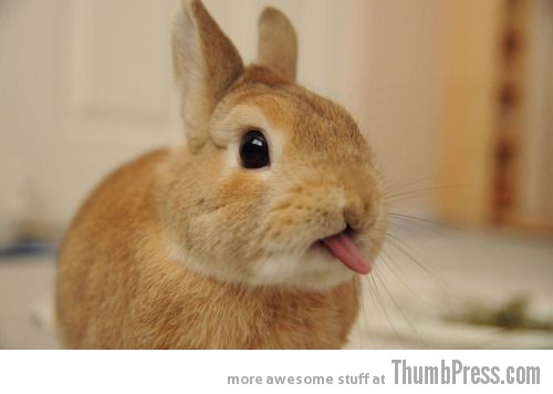Bunny Tongue