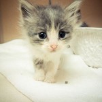 Cute Kitty