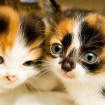 Cutest Kittens Ever