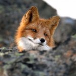 Dapper Fox is Dapper