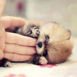 Dawwwww
